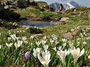 Laghi Gemelli dalle Baite di Mezzeno, fiori, stambecchi e ancora neve (4giu21) - FOTOGALLERY